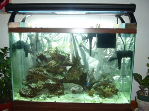 My whole tank....