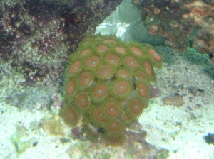 My thriving Eagle Eye zoa frag acquired May 15, 2009..