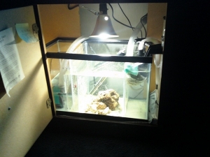 my fuge/sump after I installed it ( it doesn't look that clear and pristine anymore.