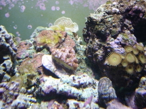 bigger acan