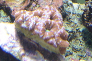 acan crop