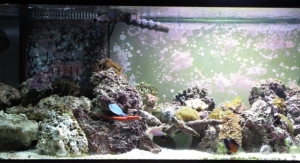 tank shot 75