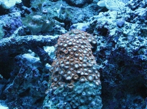 orange zoas