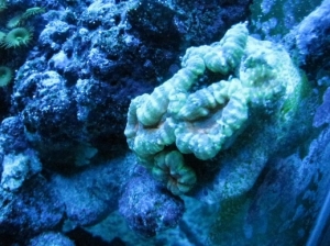 orange green favia