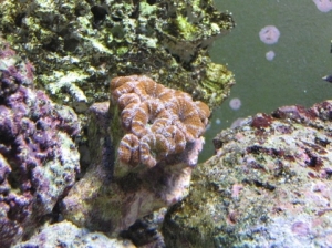 acan