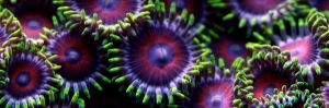 G5Zoa