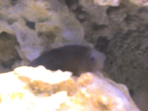 Lenny the blenny