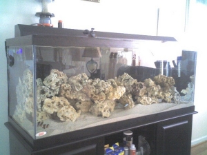 tank cycled now