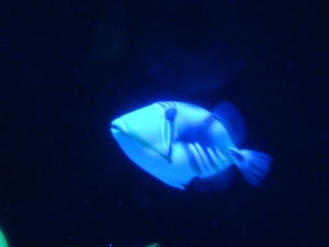 Newport 054