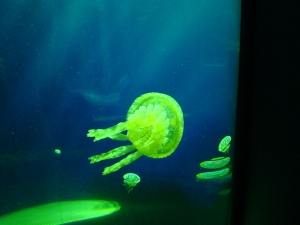 Newport 059