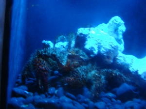Newport 082