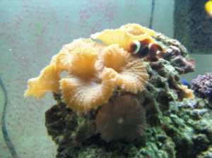 Maroon has claimed these shrooms...lol you can see my Lawnmowers big lip marks all over the glass :D