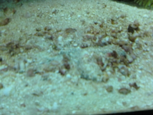 Sand sifting star, hiding out.