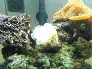 Bubble coral, doin great!