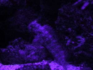 Algae Blenny