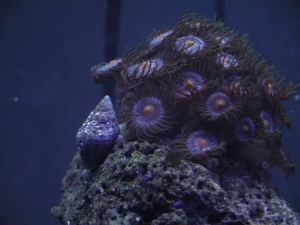 Zoas and crab