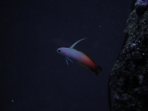 Firefish