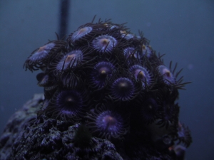 More Zoas
