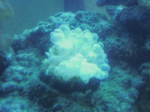 Bubbles are more defined in this pic...under blues only...