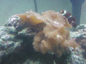 He loves his shrooms.