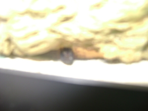 Beast the Engineer Goby