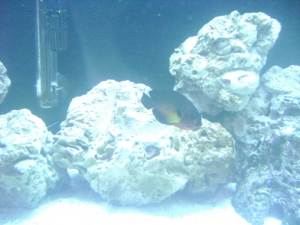 Beauty the Coral Beauty #1