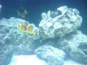 Beauty the Coral Beauty and Coral the ocellaris