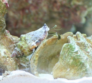 Henry the Bear Conch!