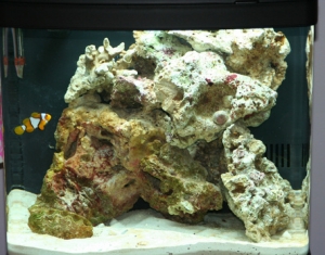 Our first fish, Franklin, the True Percula