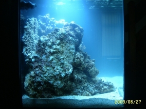 LIVE ROCK LEFT SIDE