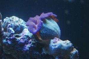 clam
