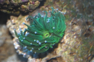 bubble tip