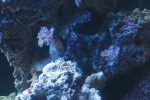 pulsing Xenia