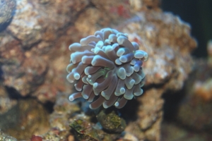 frogspawn