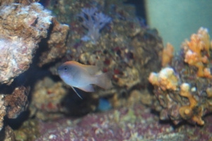 damsel