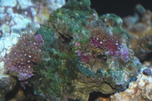 star burst polyps