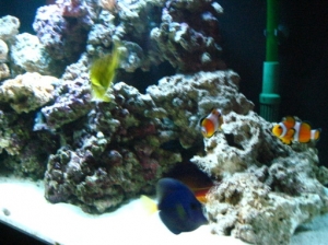 Picture 218