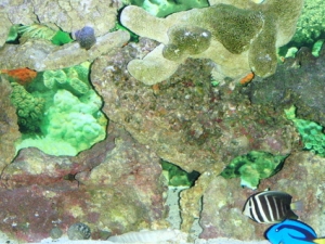 LR Sailfin and Hippo Tang