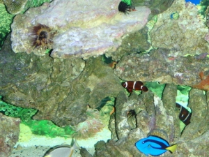 LR Maroon Clown Hippo Tang Zebra Moray Naso Tang