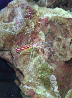Flower, the skunk cleaner shrimp