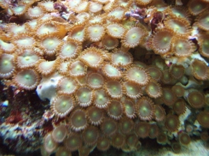 picco 036
