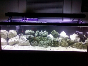 3 weeks
