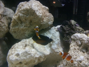 the 3 bigger feesh