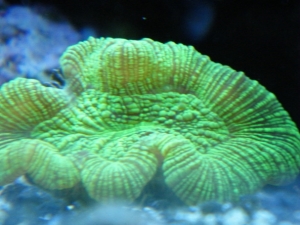 open brain coral