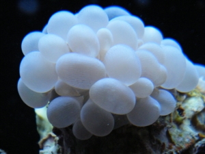 bubble coral