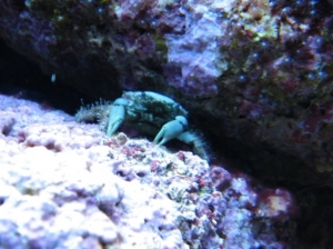 emmy the emerald crab