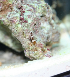 Sexy Shrimp