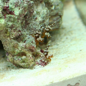 All 3 Sexy Shrimp