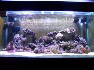 aquascape