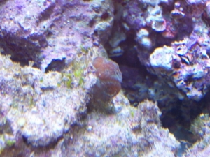 coral
